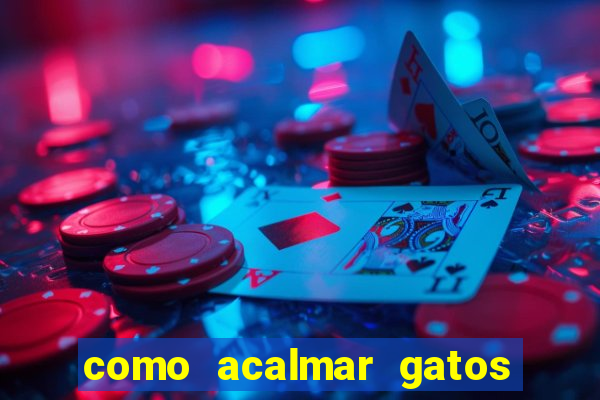 como acalmar gatos agitados a noite